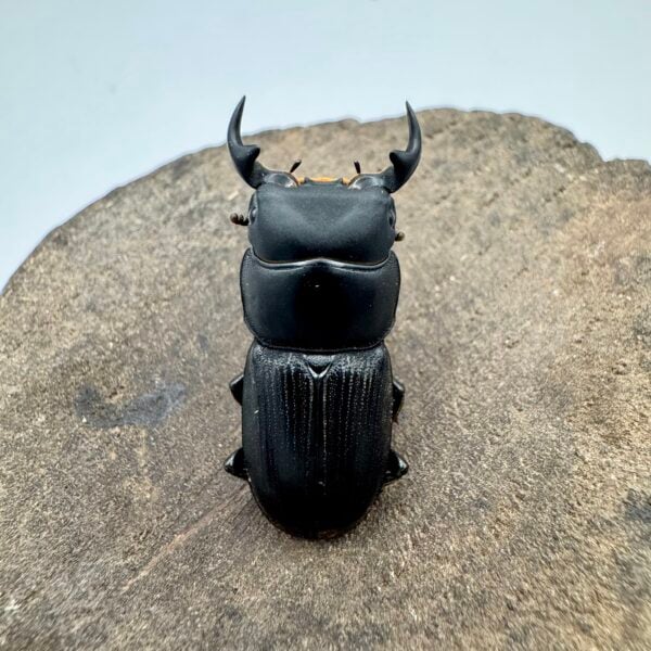 台灣條背大鍬形蟲 ♂29mm 一公兩母