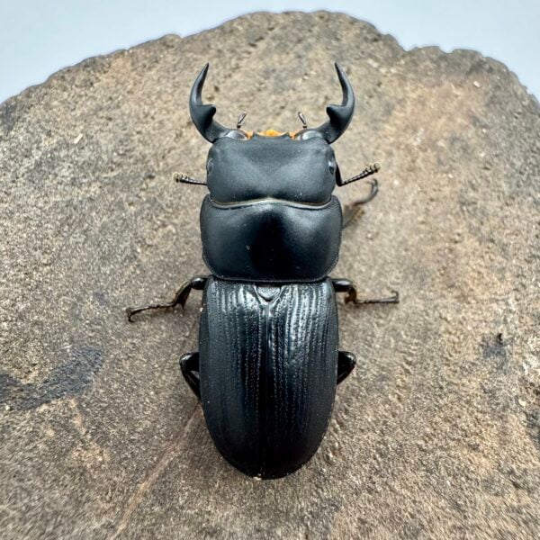 台灣條背大鍬形蟲 ♂30mm 一公兩母