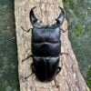台灣扁鍬形蟲（紀錄血）♂68mm 成對