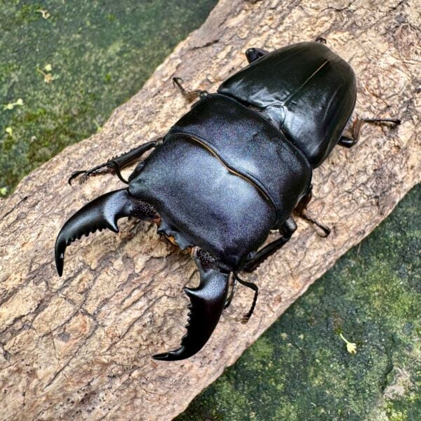 台灣扁鍬形蟲（紀錄血）♂68mm 成對