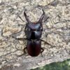 梅莉迪歐小鍬形蟲 ♂28mm 成對