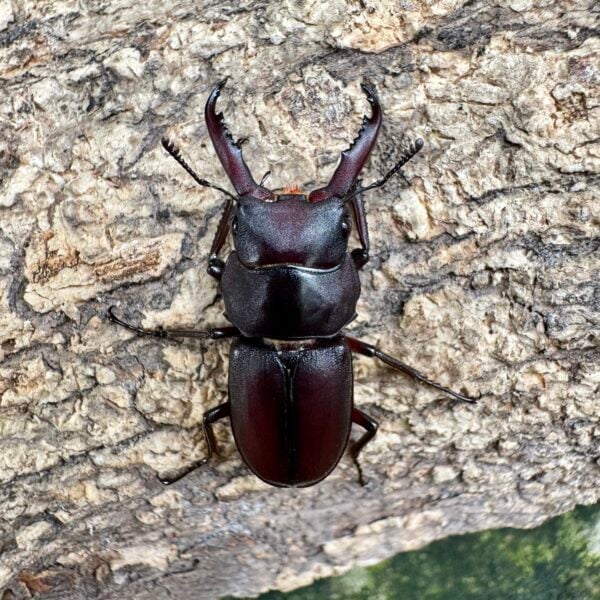 梅莉迪歐小鍬形蟲 ♂28mm 成對