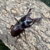 梅莉迪歐小鍬形蟲 ♂28mm 成對