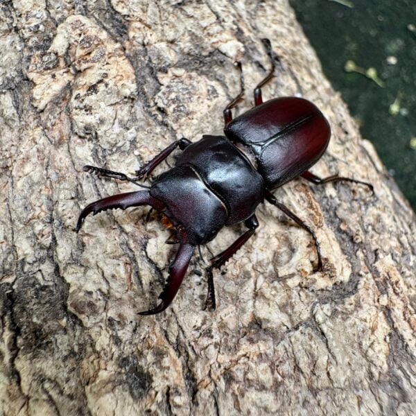 梅莉迪歐小鍬形蟲 ♂28mm 成對