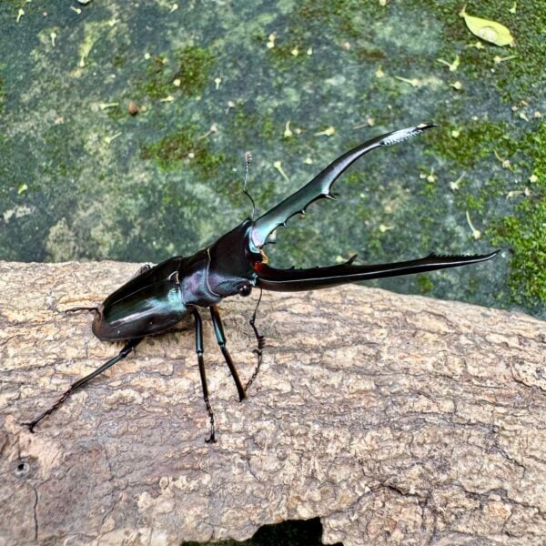 美他力彿細身赤鍬形蟲（湖水綠血統F1）♂72mm 成對