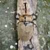 諾蓋拉毛象大兜蟲 ♂95mm 單公