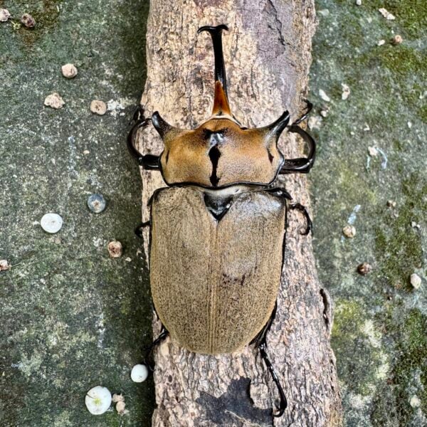 諾蓋拉毛象大兜蟲 ♂95mm 單公