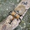 諾蓋拉毛象大兜蟲 ♂95mm 單公