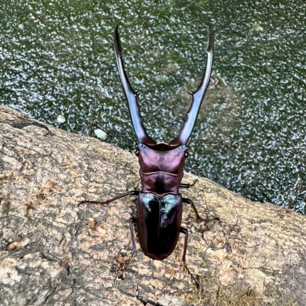美他力彿細身赤鍬形蟲（湖水綠血統BG81D）♂74mm 成對