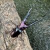 美他力彿細身赤鍬形蟲（湖水綠血統BG81D）♂74mm 成對