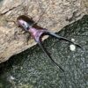美他力彿細身赤鍬形蟲（湖水綠血統BG81D）♂74mm 成對