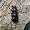 美他力彿細身赤鍬形蟲（湖水綠血統BG81D）♂74mm 成對