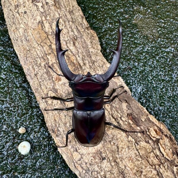 巨顎叉角鍬形蟲 HMM ♂85mm 成對