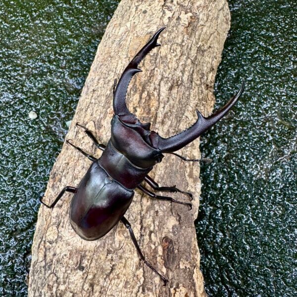 巨顎叉角鍬形蟲 HMM ♂85mm 成對