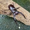 巨顎叉角鍬形蟲 HMM ♂85mm 成對
