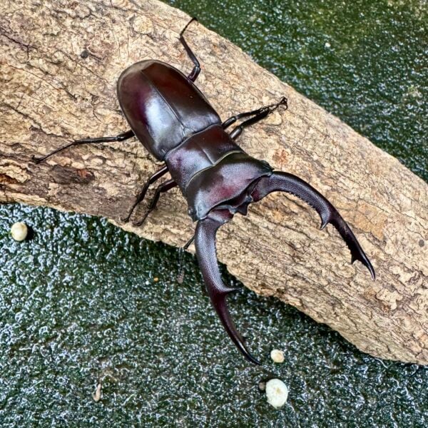 巨顎叉角鍬形蟲 HMM ♂85mm 成對