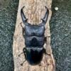 巴拉望扁鍬形蟲 ♂95mm 成對
