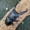 巴拉望扁鍬形蟲 ♂95mm 成對