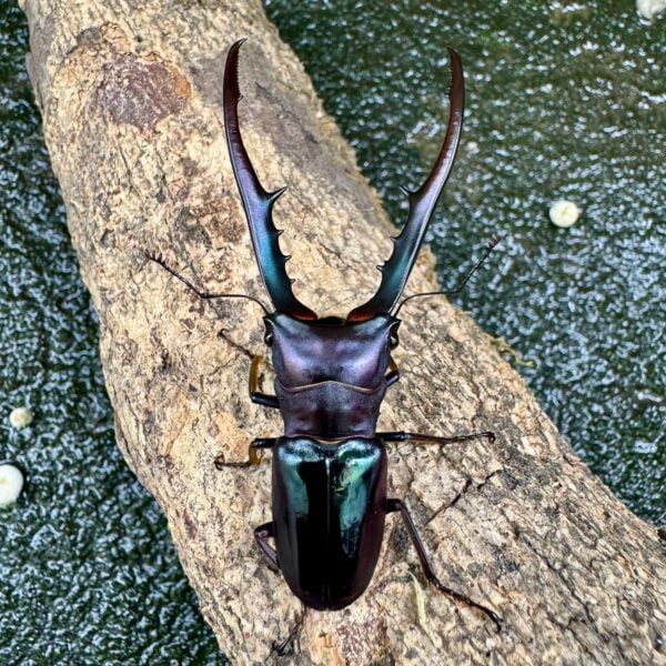 美他力彿細身赤鍬形蟲（湖水綠血統CG87C）♂74mm 成對