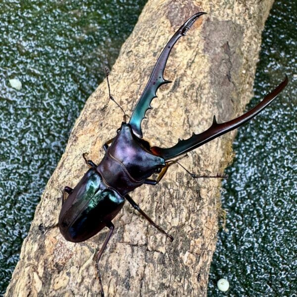 美他力彿細身赤鍬形蟲（湖水綠血統CG87C）♂74mm 成對