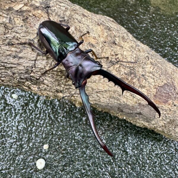 美他力彿細身赤鍬形蟲（湖水綠血統CG87C）♂74mm 成對