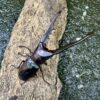 美他力彿細身赤鍬形蟲（湖水綠血統BG81D）♂80mm 成對