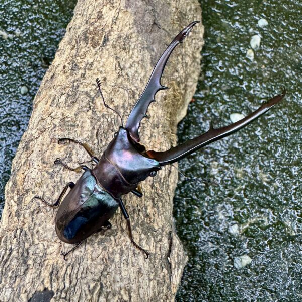 美他力彿細身赤鍬形蟲（湖水綠血統BG81D）♂80mm 成對