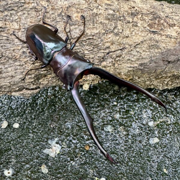 美他力彿細身赤鍬形蟲（湖水綠血統BG81D）♂80mm 成對