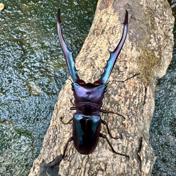 美他力彿細身赤鍬形蟲（湖水綠血統CG87B）♂75mm 成對