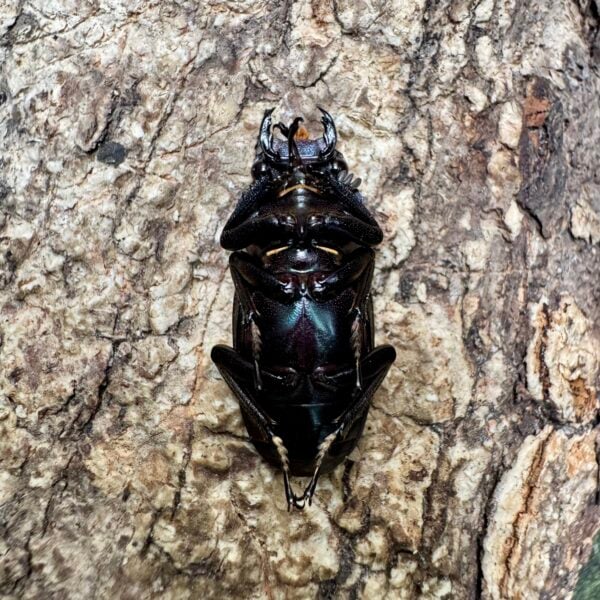 美他力彿細身赤鍬形蟲（湖水綠血統CG87B）♂75mm 成對