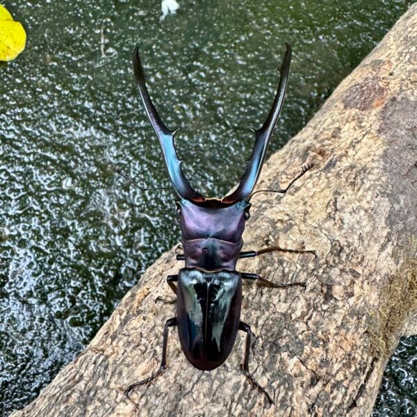 美他力彿細身赤鍬形蟲（湖水綠血統BG81C）♂73mm 成對