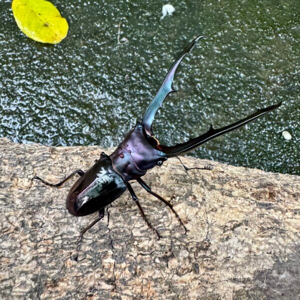 美他力彿細身赤鍬形蟲（湖水綠血統BG81C）♂73mm 成對