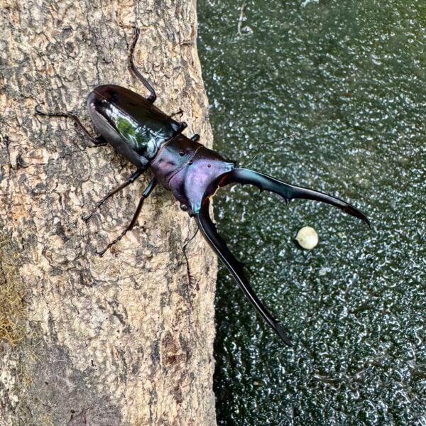 美他力彿細身赤鍬形蟲（湖水綠血統BG81C）♂73mm 成對