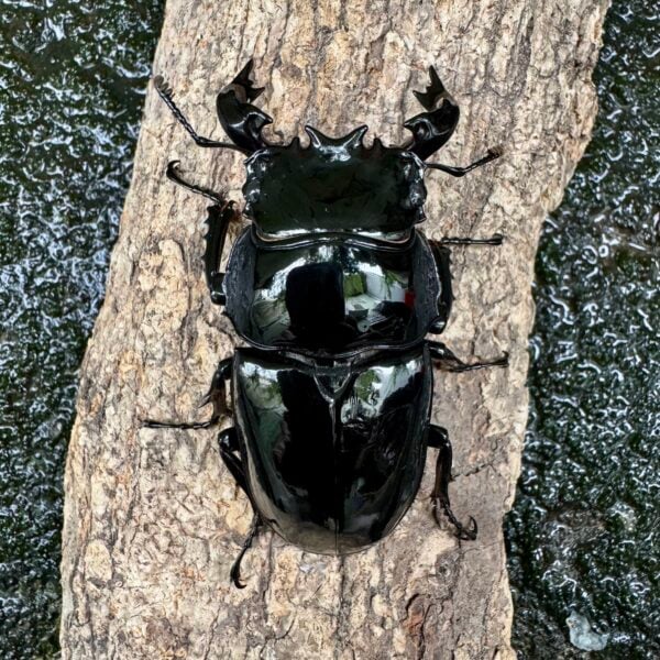非洲大黑豔鍬形蟲 ♂65mm 成對