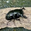 非洲大黑豔鍬形蟲 ♂65mm 成對