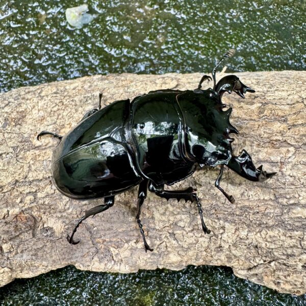 非洲大黑豔鍬形蟲 ♂65mm 成對