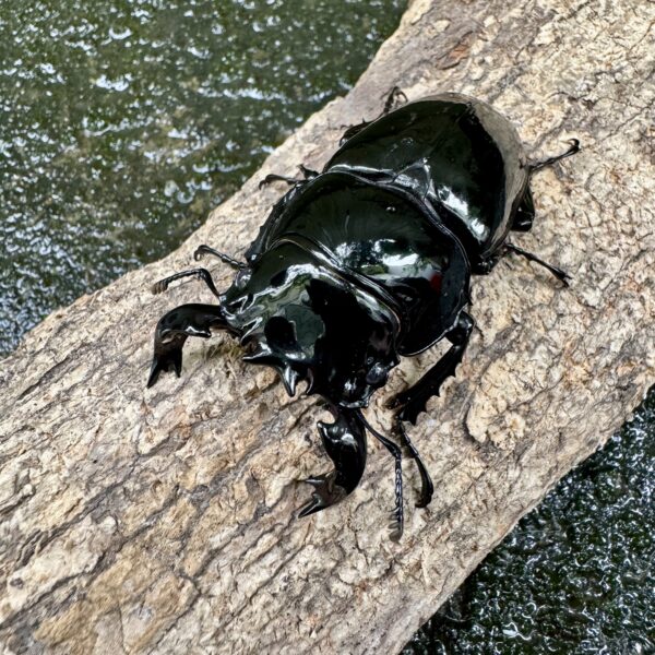 非洲大黑豔鍬形蟲 ♂65mm 成對