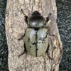 美西白兜蟲 ♂79mm 成對
