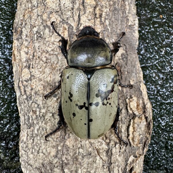 美西白兜蟲 ♂79mm 成對