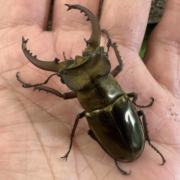 輪舞深山鍬形蟲 ♂51mm 成對