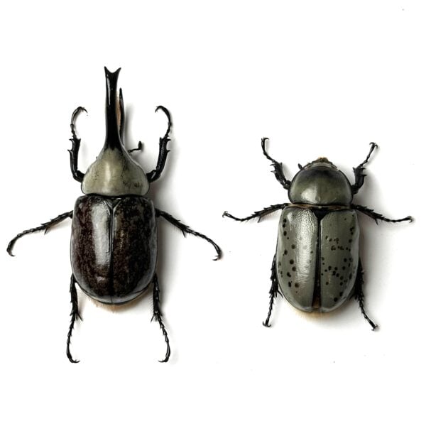 美西白兜 ♂72mm 成對