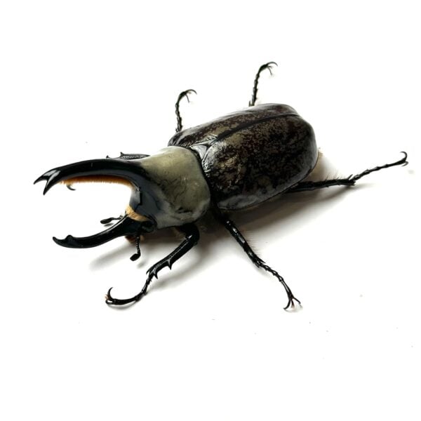 美西白兜 ♂72mm 成對