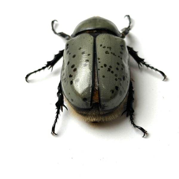 美西白兜 ♂72mm 成對