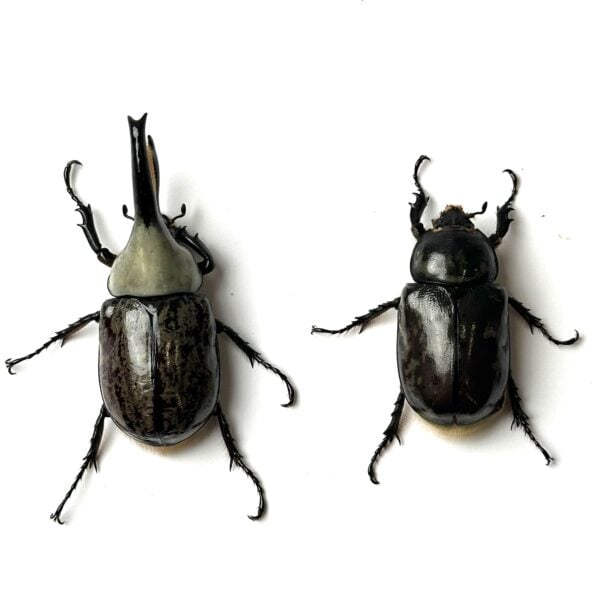美西白兜 ♂73mm 成對