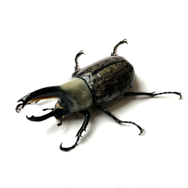 美西白兜 ♂73mm 成對