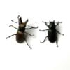 蒙特涅細身赤鍬形蟲 ♂30mm 成對
