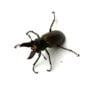 蒙特涅細身赤鍬形蟲 ♂30mm 成對