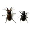 蒙特涅細身赤鍬形蟲 ♂34mm 成對