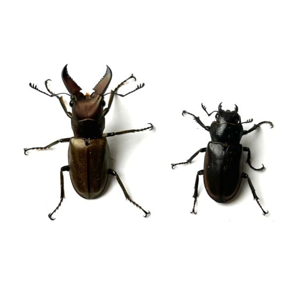 蒙特涅細身赤鍬形蟲 ♂34mm 成對