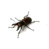 蒙特涅細身赤鍬形蟲 ♂34mm 成對